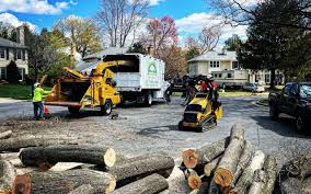 Best Tree Mulching  in Dayton, NV