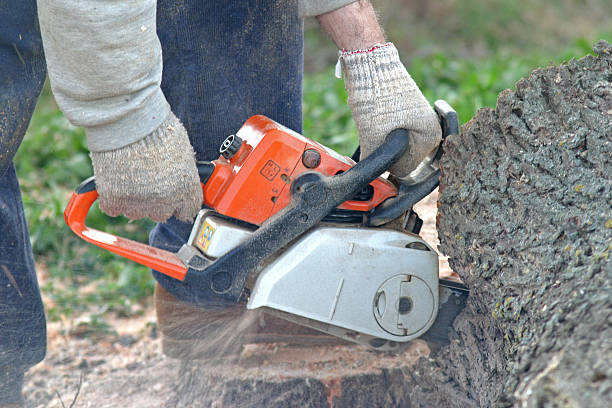 Tree and Shrub Care in Dayton, NV